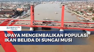 Upaya Mengembalikan Populasi Ikan Belida di Sungai Musi [upl. by Neda592]