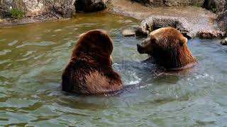 Two Brown Bears in a Body of Water [upl. by Damita198]