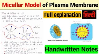 Micellar Model  Micellar model in hindi  Micellar model of plasma membrane [upl. by Aldo]