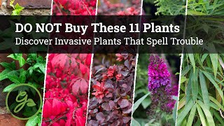 BEWARE DO NOT Buy These 11 Plants at the Garden Center  Invasive Plants That Spell Trouble [upl. by Rahcir]