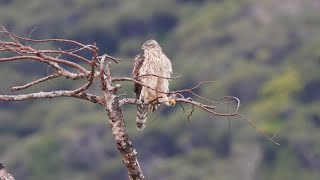 濡れたチョウセンオオタカ A Goshawk after the rain 奄美大島 [upl. by Patnode]