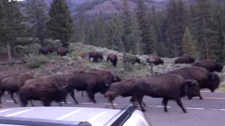 Bison Traffic Jam in Yellowstone National Park part 2 [upl. by Lodi671]