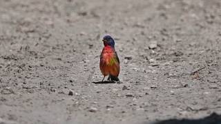 PAINTED BUNTING Passerina ciris male at Midewin [upl. by Nnilsia]