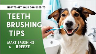 How to Get Your Dog Used to Teeth Brushing [upl. by Aner]