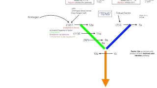 Coagulation amp Fibrinolytic Pathway in 5 minutes  Simple and Easy [upl. by Gavrilla]