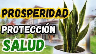 Guía completa sobre la Lengua de Suegra 🌿 Sansevieria Todo lo que debes saber [upl. by Warenne]