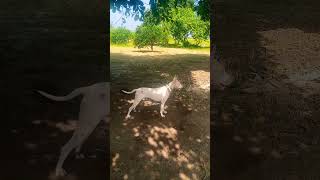 gultair doglover officialchannel [upl. by Iralav]