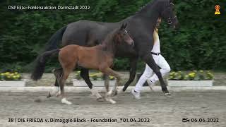 KN 38 Stutfohlen v Dimaggio BlackFoundation [upl. by Nahsed]