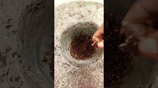 Mamidiki Kaya pachadi🤤🤤😋😋food cooking ytshorts shorts daughtersmomkitchen [upl. by Ihcehcu]