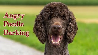 Poodle Barking Sounds HD  Angry Poodle [upl. by Dody]