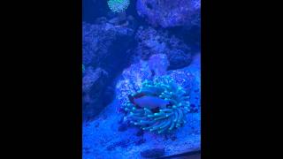 Maroon Clownfish Hosting Anemone [upl. by Letitia]