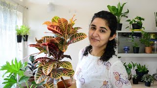 Best Indoor Plants in India for Decoration [upl. by Nepil]