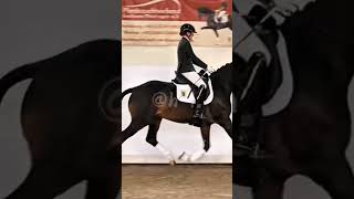 Tamino😍 horse equestrain edit [upl. by Hirsh271]