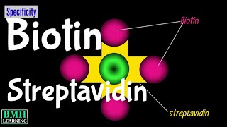 Biotin Streptavidin Labelling  BiotinStreptavidin Interaction [upl. by Haisi]