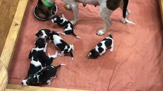 Treeing walker coonhound puppies [upl. by Ailekahs]