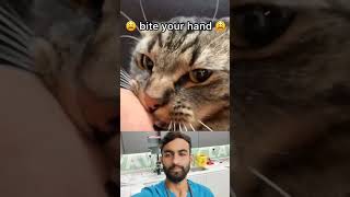 why cats bite to their owners [upl. by Enad504]