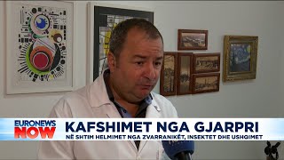 10 persona të kafshuar nga gjarpri shtohen rastet e helmimeve nga zvarranikët [upl. by Paza]