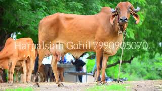 Milking Gir cow for sale Harpalsinh Gohil 7990905070 [upl. by Alpheus]