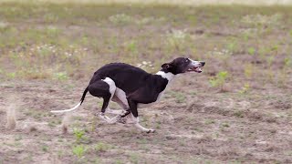 How to Help Your Whippet Get Along with Other Dogs [upl. by Aleirbag]