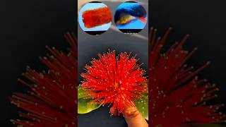 Micro Master view of Pohutukawa Flower  NZ Christmas Tree Fun Fact christmastree microscope kiwi [upl. by Fruma]