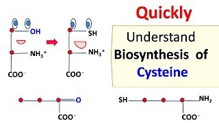 Cysteine biosynthesis [upl. by Nyrroc118]