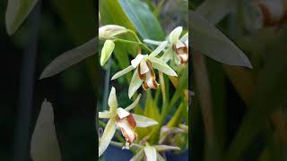 Coelogyne trinervis anggrek orchid coelogynetrinervis [upl. by Roselia981]