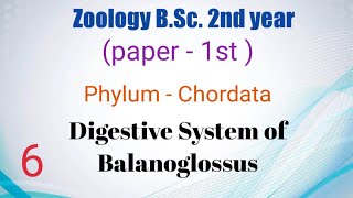 Digestive system of Balanoglossus BSc 2nd year [upl. by Neleb]