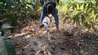 man and dog with mating [upl. by Ardnohs286]