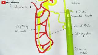 Mechanism of urine formation  Glomerular filtration Tubular reabsorption Tubular secretion [upl. by Spillar357]