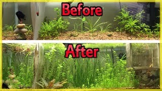 CHEAPEST WAY TO FERTILIZE YOUR PLANTED AQUARIUM DIY ROOT TABS [upl. by Adekan629]