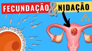 FECUNDAÇÃO E IMPLANTAÇÃO NIDAÇÃO DO EMBRIÃO NO ÚTERO Saiba como e quando elas ocorrem [upl. by Hadeehsar]