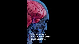 ¿Cuánto resiste nuestro cerebro sin recibir oxígeno shorts [upl. by Laoj]