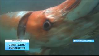 Giant Squid Spotted in Japanese Harbor Squid makes Christmas Eve cameo northwest of Tokyo [upl. by Norrabal746]