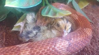 Quail Chick fed to Corn Snake  Live Feeding [upl. by Cacie485]