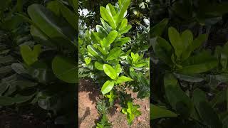 Calophyllum inophyllum a tree of coastal Odisha and helpful to mitigate cyclone cyclonedana [upl. by Saffian]