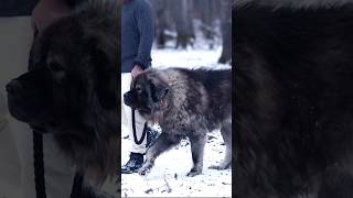 Caucasian Shepherd Ovcharka Facts Part 1 [upl. by Jarvis404]