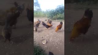 Backyard chickens poultry farming chicken birds [upl. by Hairom]