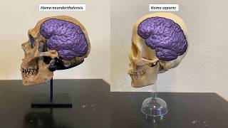 Neanderthals versus anatomically modern humans [upl. by Eiramalegna61]