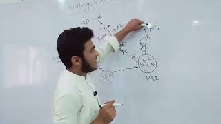 what is light reaction cyclic and non cyclic electron transport educationist [upl. by Mailand]