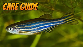 The Complete Zebra Danio Care Guide [upl. by Mano]