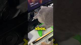 Cats ruined my xbox gaming [upl. by Nnylekoorb]