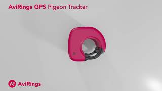 AviRings GPS Pigeon Ring [upl. by Dean533]