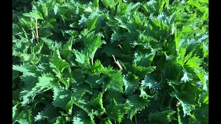 Stinging Nettle  Uses and Benefits [upl. by Yale]