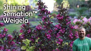 Shining Sensation™ Weigela  Weigela florida Shining Sensation [upl. by Clotilde]