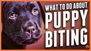 Puppy Biting Learn Bite Inhibition Training [upl. by Olbap464]