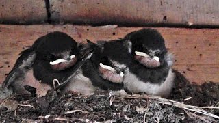 Swallow Bird Nest at Godolphin [upl. by Nylrahc840]