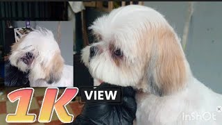 How to scissor Shih tzu face shihtzu pets petlover puppy grooming cute shihtzu smalldogbreed [upl. by Kcirdneked629]