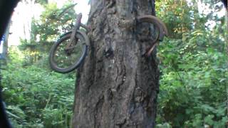 bike in tree vashon Island [upl. by Eselrahc]