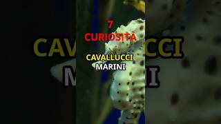 7 Curiosità sui CAVALLUCCI MARINI animals animali [upl. by Shaddock]