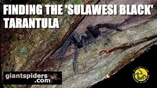 SULAWESI BLACK TARANTULA [upl. by Nimaj]